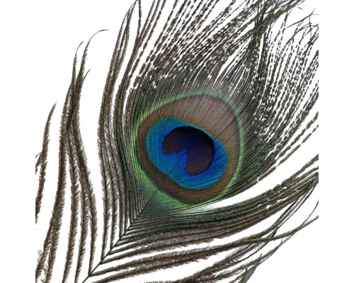 Лоскітка LOCKINK SEVANDA Natural Peacock Flirting Feather Tickler, пір’я павича та страуса