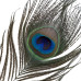 Лоскітка LOCKINK SEVANDA Natural Peacock Flirting Feather Tickler, пір’я павича та страуса